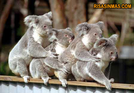 la-conga-de-koalas-rsm