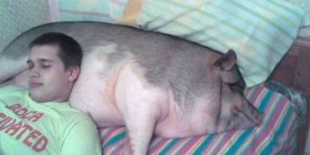 Almohada cerdo