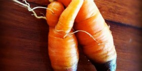 Pareja de zanahorias