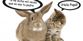 Animaladas: Conversación entre un gato y un conejo