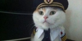 Capitán gato