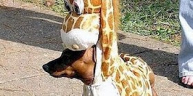 Disfraces perrunos: perro jirafa