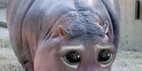 Hipopótamo-Gato