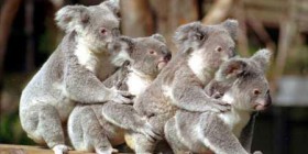 Koalas bailando la conga