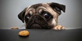 Quiero mi galleta