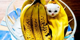 Disfraces gatunos: de plátano