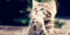 Gatito rezando