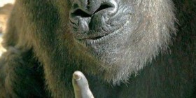 Gorila vacilón