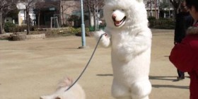 Perro paseando a un perro