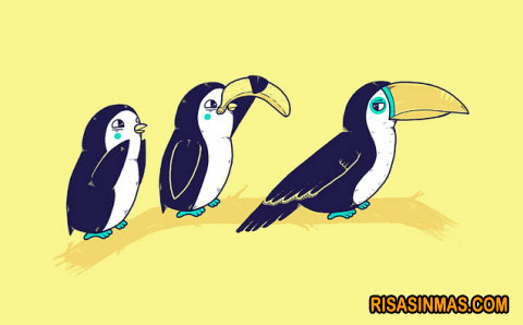 Pingüino disfrazandose de tucán