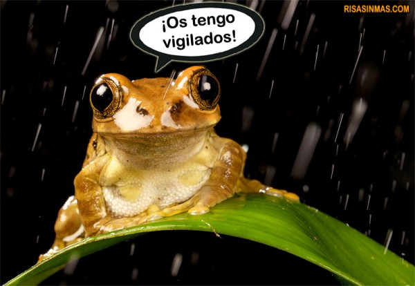 Imagenes de ranas animadas con frases - Imagui