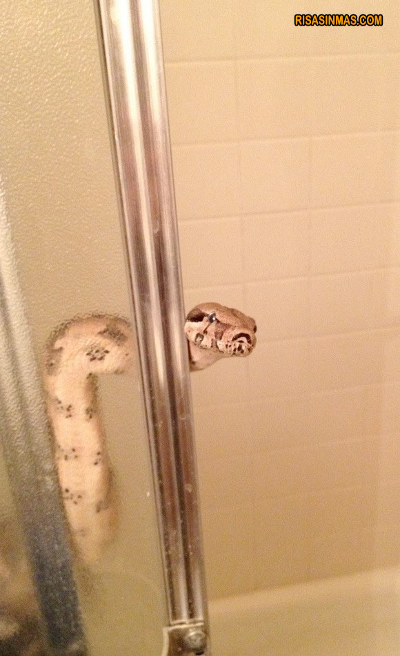 Serpiente en la ducha