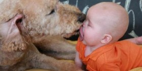 Beso entre un perro y un bebé