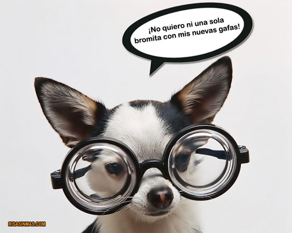 Chihuahua con gafas