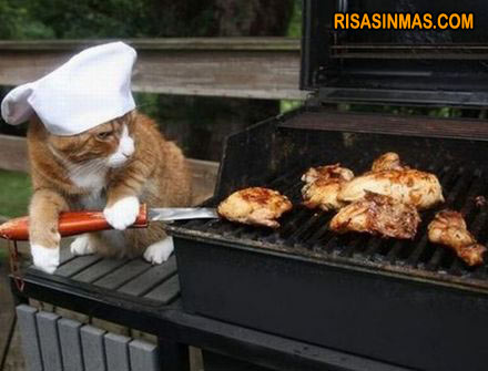 Gato cocinero