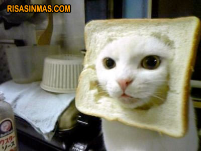 Gato disfrazado de tostada