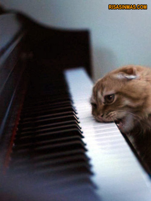 Gato cansado de la música del piano