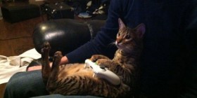 Demostrado: a los gatos les gustan los videojuegos