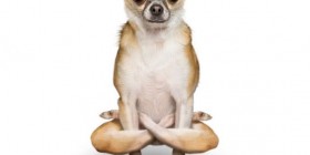 Yoga perruno: Chihuahua