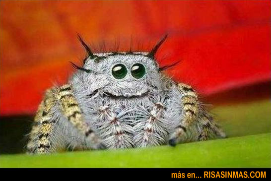 ¿Quién ha dicho que las arañas no son divertidas?