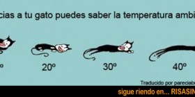 El gato es un termómetro