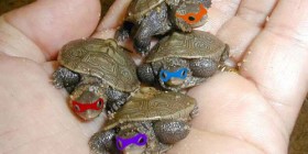 Las Tortugas Ninja de bebés