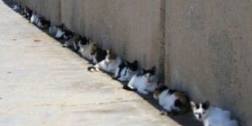Cuarenta gatos a la sombra