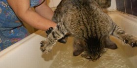 Gato resistiéndose al baño