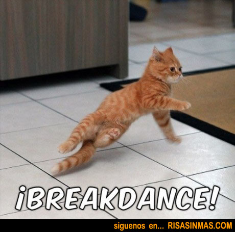 Gatito haciendo breakdance