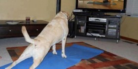 Perro haciendo su sesión de gimnasia