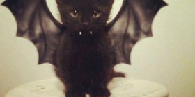 Disfraces para Halloween: Gato disfrazado de vampiro