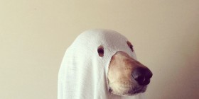 Disfraz Halloween para perros