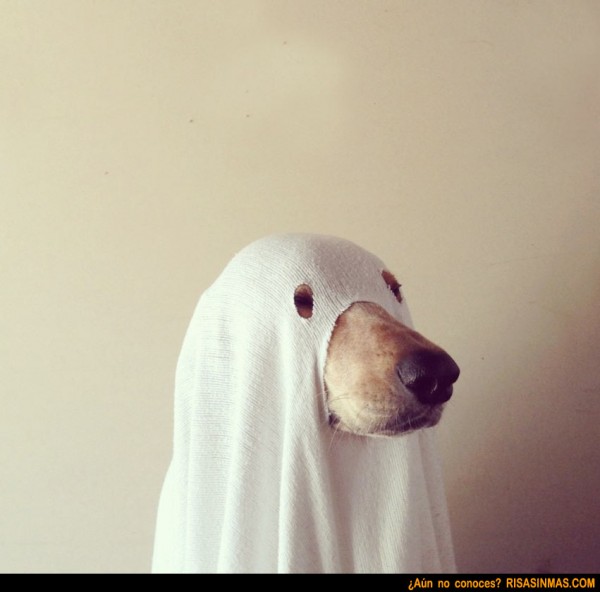 Disfraz Halloween para perros