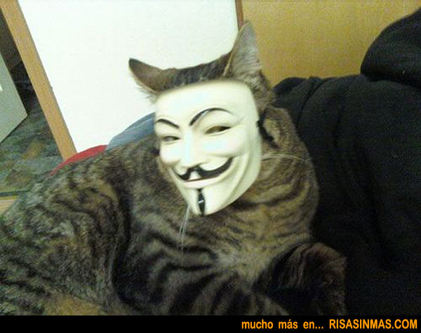 Gato disfrazado de V de Vendetta