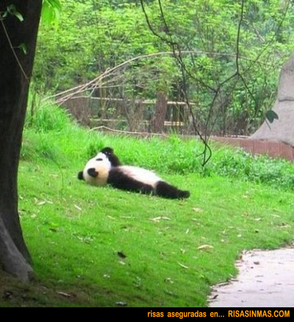 Osito panda estresado