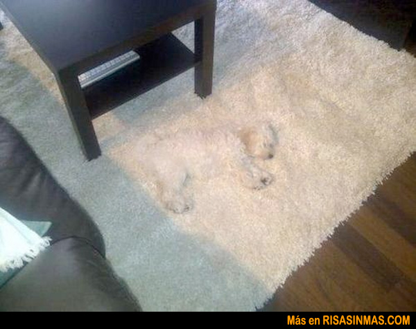 El perro alfombra