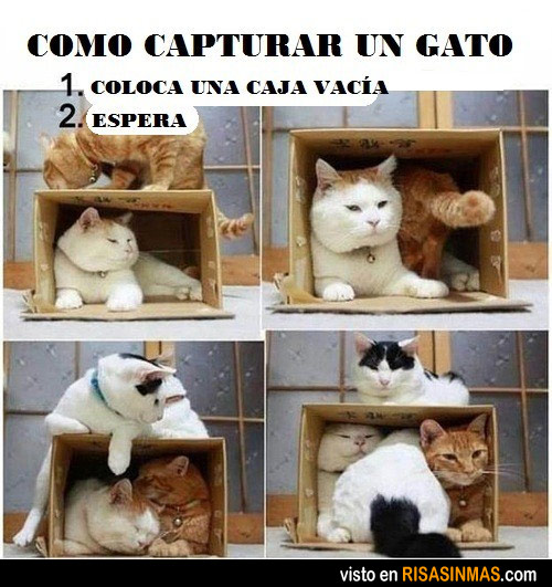 Cómo capturar a un gato
