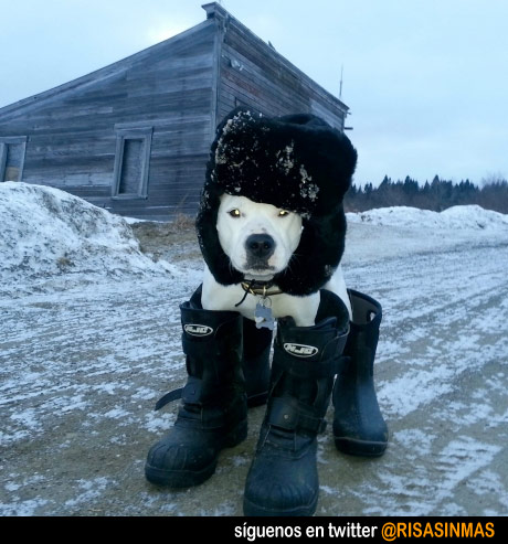 Así van los perros en Rusia