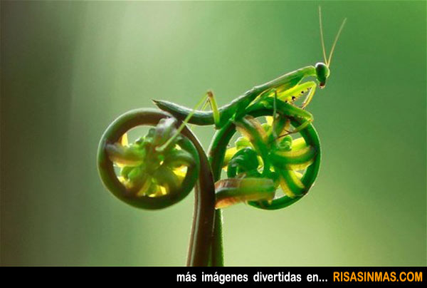 Mantis religiosa ciclista