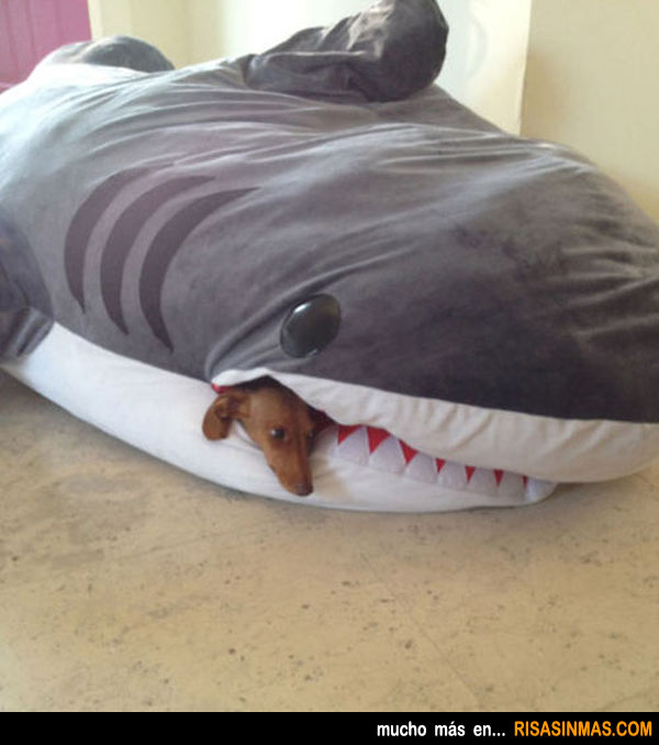Perro devorado por un tiburón