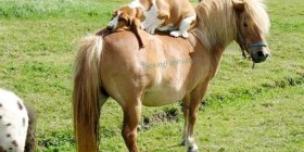 Lo normal: durmiendo sobre un caballo