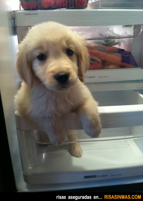 Perro escondido en el frigorífico