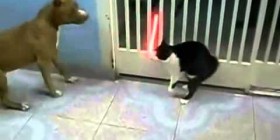 Gato Jedi