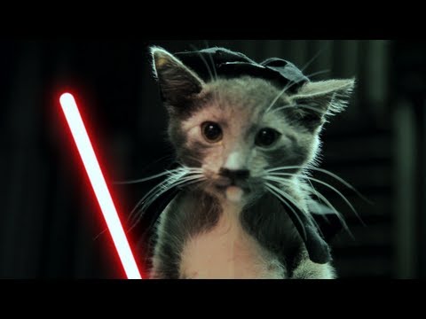 Los gatitos Jedi contraatacan