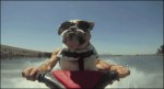 Bulldog pilotando una moto de agua