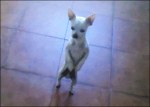 Chihuahua bailando