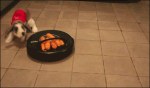 ¡Mis zanahorias!