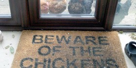 ¡Cuidado con las gallinas!