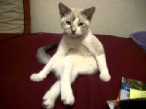 El gato más sexy del mundo