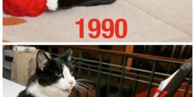 Evolución del juego de los gatos
